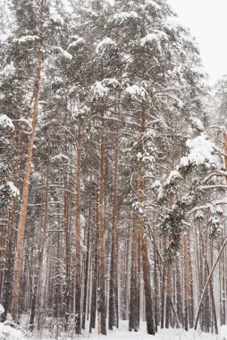Kış çam ormanı, çam ormanlarındaki kar fırtınası, kardaki çam ağaçları. 