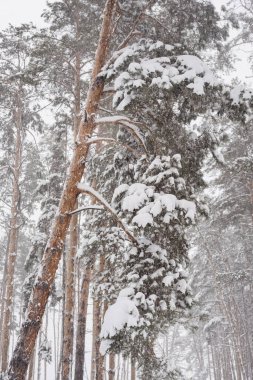 Kış çam ormanı, çam ormanlarındaki kar fırtınası, kardaki çam ağaçları. 