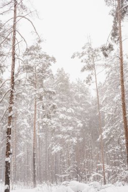 Kış çam ormanı, çam ormanlarındaki kar fırtınası, kardaki çam ağaçları. 