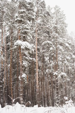 Kış çam ormanı, çam ormanlarındaki kar fırtınası, kardaki çam ağaçları. 