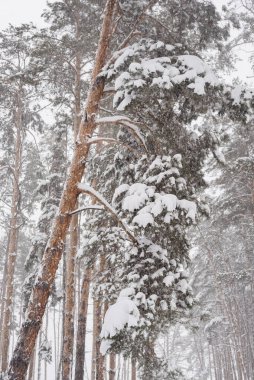 Kış çam ormanı, çam ormanlarındaki kar fırtınası, kardaki çam ağaçları. 