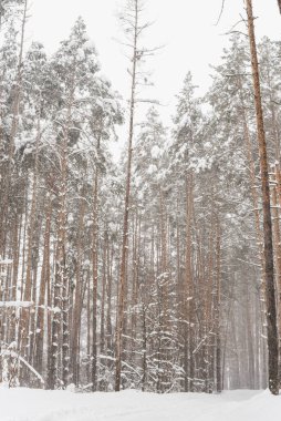 Kış çam ormanı, çam ormanlarındaki kar fırtınası, kardaki çam ağaçları. 