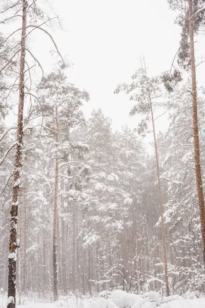 Kış çam ormanı, çam ormanlarındaki kar fırtınası, kardaki çam ağaçları. 
