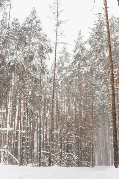 Kış çam ormanı, çam ormanlarındaki kar fırtınası, kardaki çam ağaçları. 