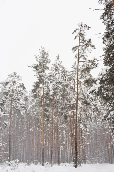 Kış çam ormanı, çam ormanlarındaki kar fırtınası, kardaki çam ağaçları. 