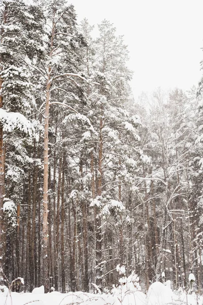 Kış çam ormanı, çam ormanlarındaki kar fırtınası, kardaki çam ağaçları. 