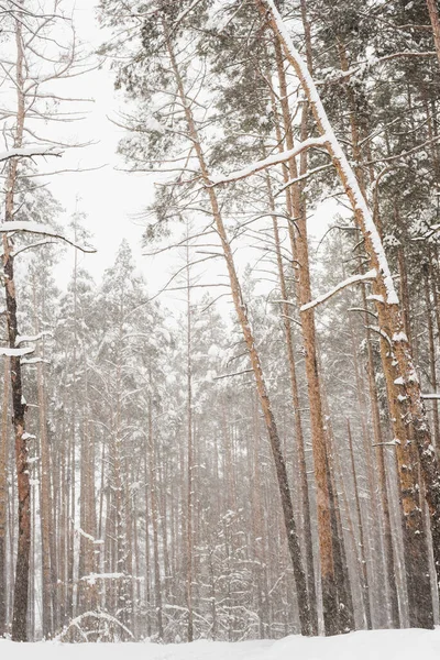 Kış çam ormanı, çam ormanlarındaki kar fırtınası, kardaki çam ağaçları. 