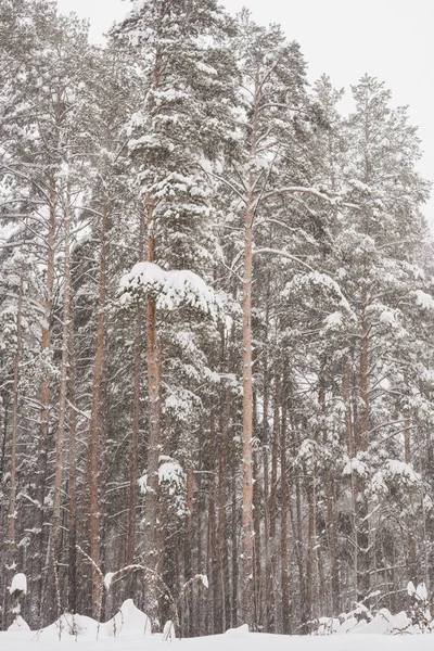 Kış çam ormanı, çam ormanlarındaki kar fırtınası, kardaki çam ağaçları. 
