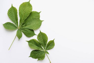 Kestane yaprakları beyaz arka planda, yeşil kestane yaprakları, yeşil yapraklar