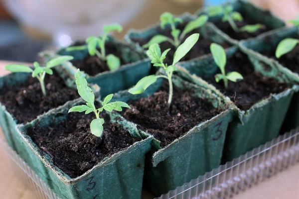 Seedling grow indoor — Stock Photo, Image