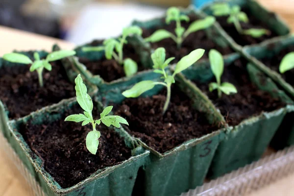 Seedling grow indoor — Stock Photo, Image