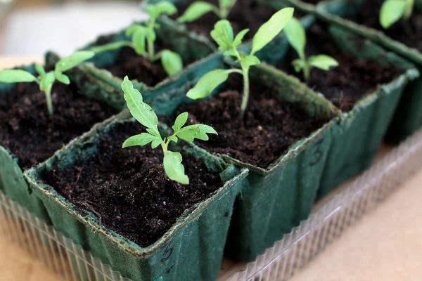 Seedling grow indoor — Stock Photo, Image