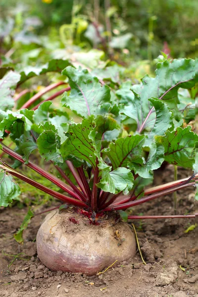 Cultivo de remolacha en una granja ecológica — Foto de Stock