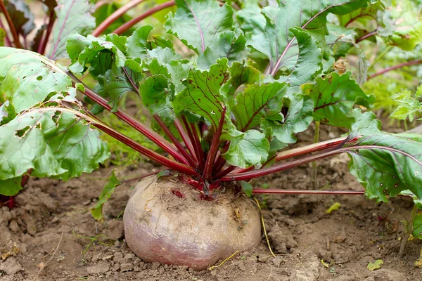 Rote Bete wächst auf Biobauernhof — Stockfoto