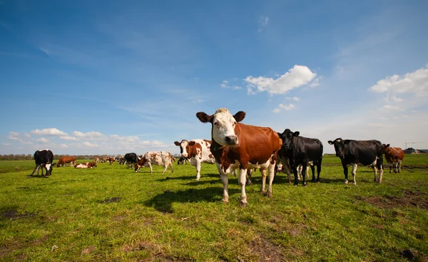 Vaches néerlandaises dans la prairie — Photo