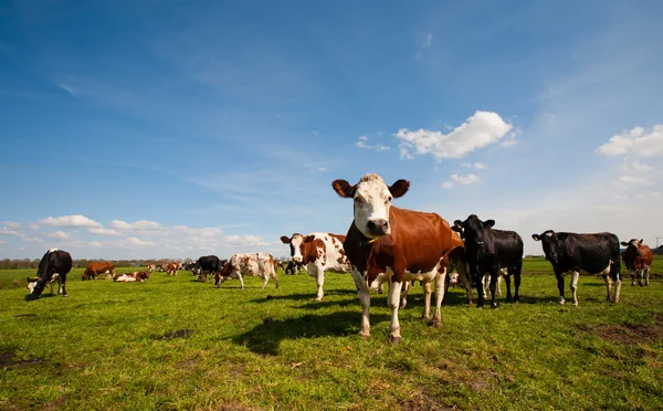 Dutch cows in the meadow — Stock Photo, Image