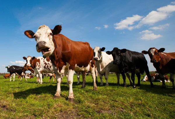 Vacas holandesas en el prado — Foto de Stock