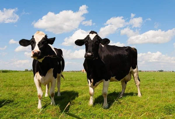 Nederlandse koeien — Stockfoto