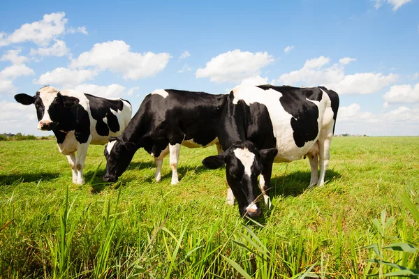 Vacas holandesas — Foto de Stock