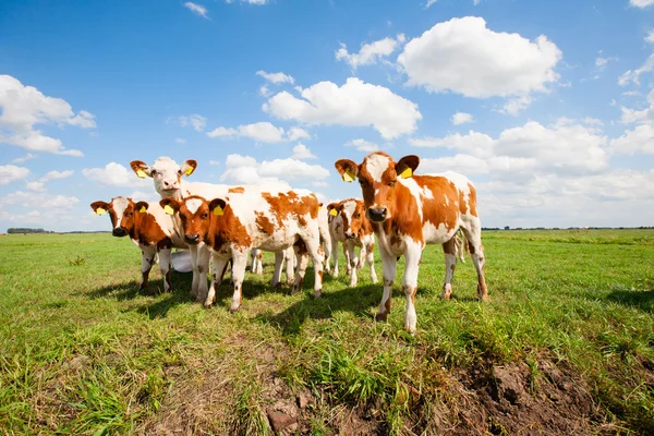 Dutch calves — Stock Photo, Image