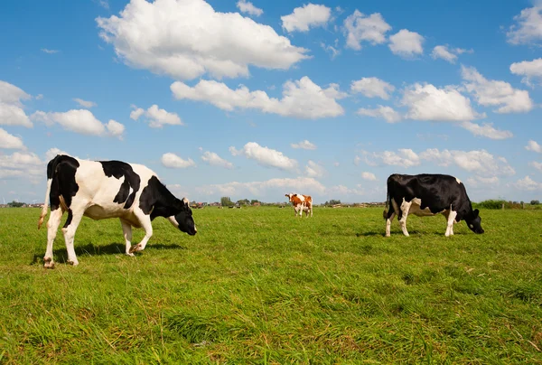 Vacas holandesas — Foto de Stock