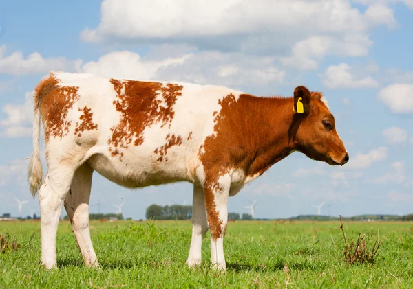 Niederländisches Kalb — Stockfoto