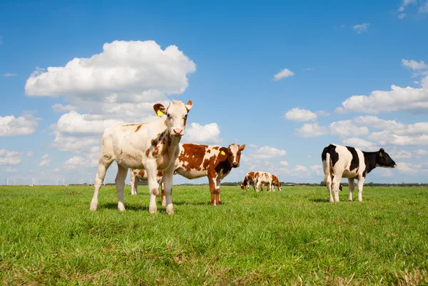 Dutch calves — Stock Photo, Image