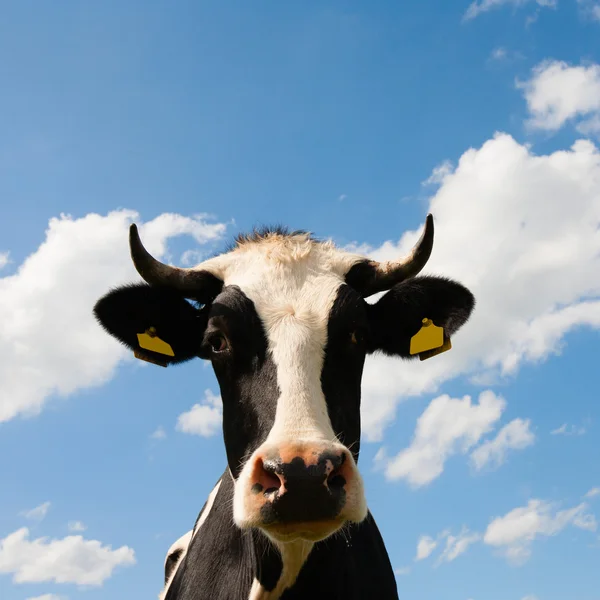 Dutch cow — Stock Photo, Image