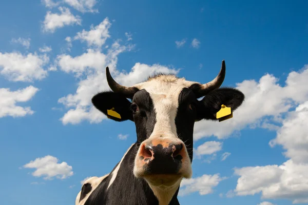 Dutch cow — Stock Photo, Image