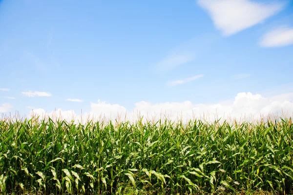 Campos de milho — Fotografia de Stock