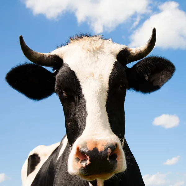 Dutch cow — Stock Photo, Image