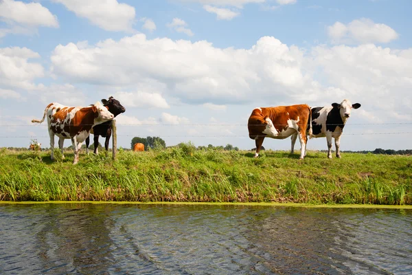 Dutch cows — Stock Photo, Image