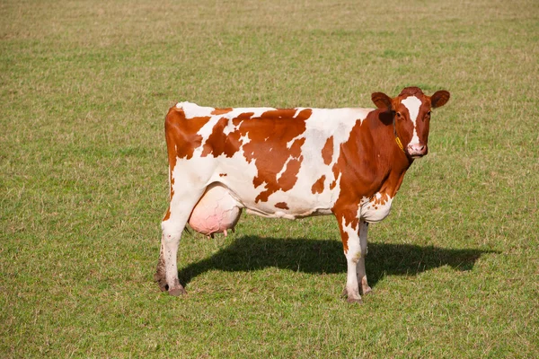 Dutch cow — Stock Photo, Image