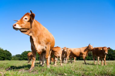 Limousin cows clipart