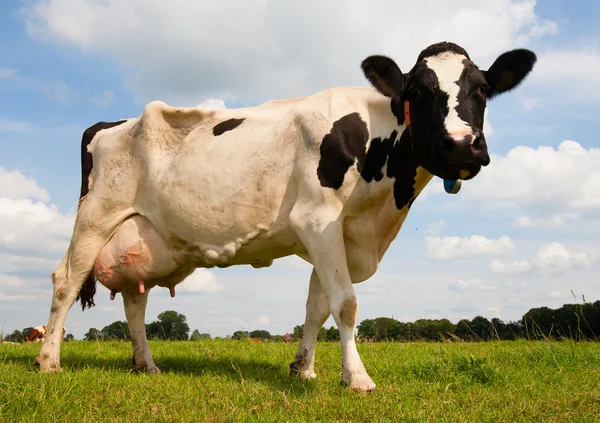 Dutch cow — Stock Photo, Image