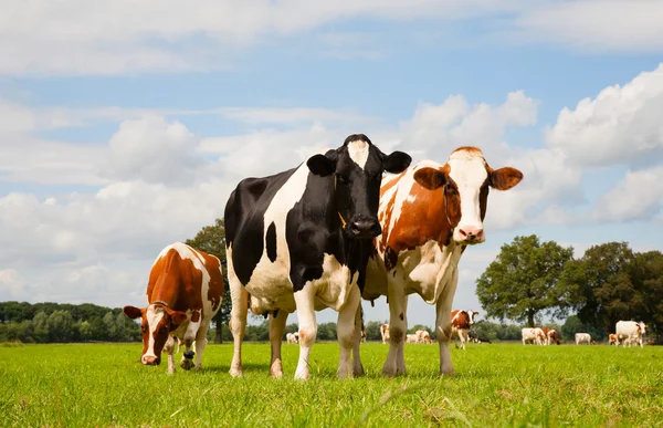 Nederlandse koe — Stockfoto