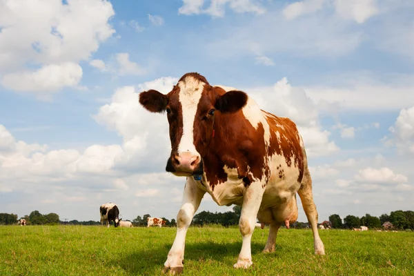 Dutch cow — Stock Photo, Image