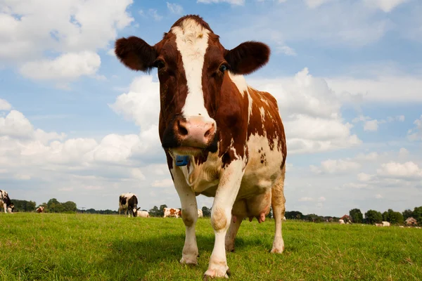 Nederlandse koe — Stockfoto