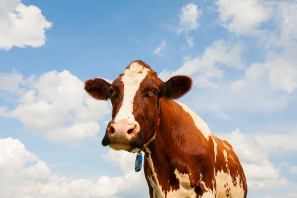 Dutch cow — Stock Photo, Image