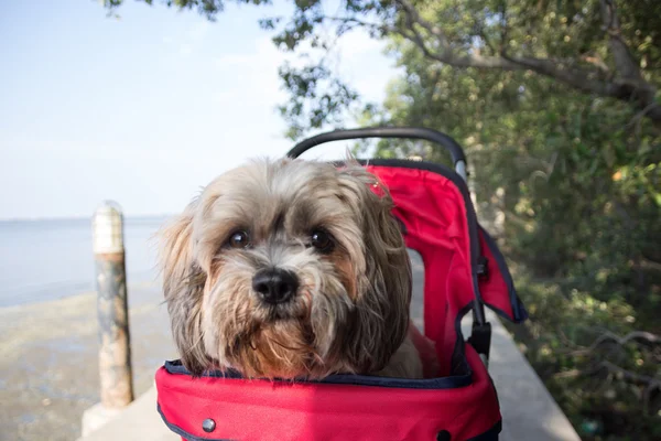 Dog on a dog cart — Stock Photo, Image