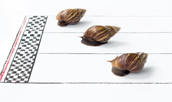 Competitive Snail Racing — Stock Photo, Image