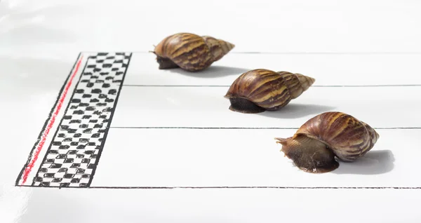 Competitive Snail Racing — Stock Photo, Image