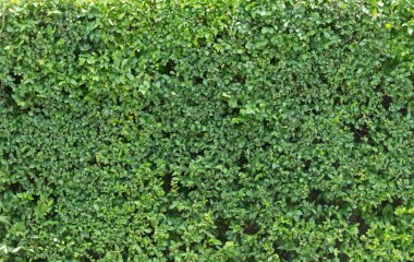 Yeşil doku bırakın