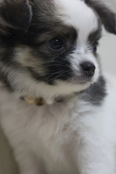 Chiwawa Puppy01 — 图库照片