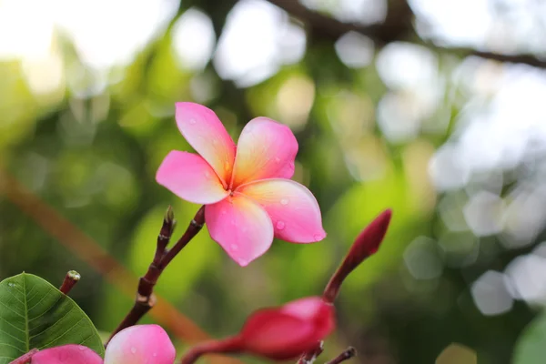 Leeravadee flower — Stock Photo, Image