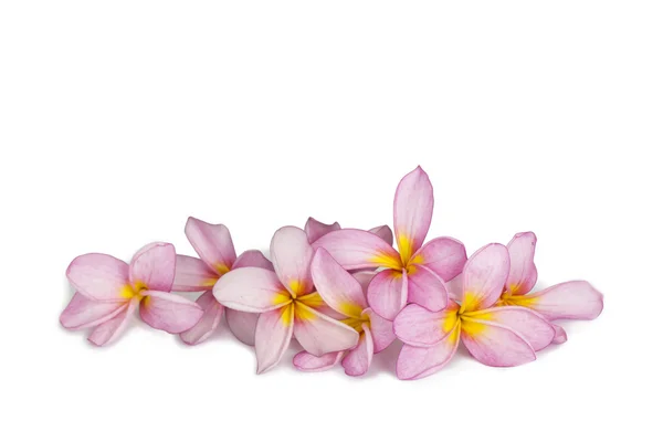 Plumeria — Stok fotoğraf