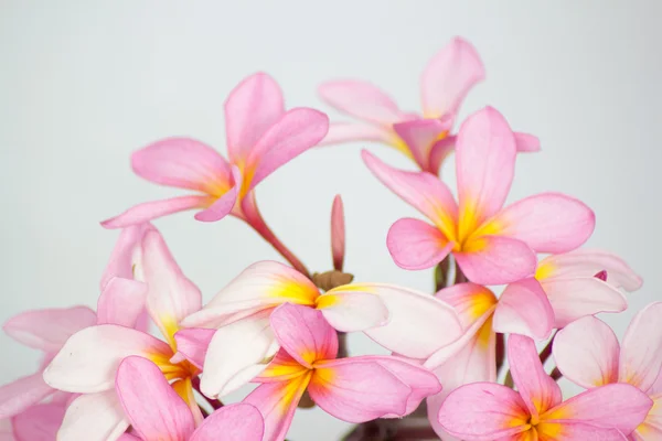 Plumeria — Stok fotoğraf