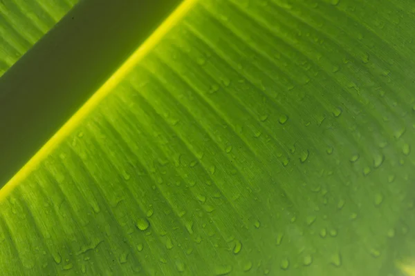 Banana leaf — Stock Photo, Image