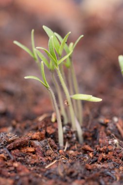 genç bitki