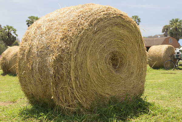 Соломенный рис
